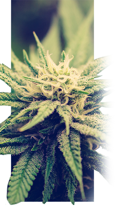 cannabis blog